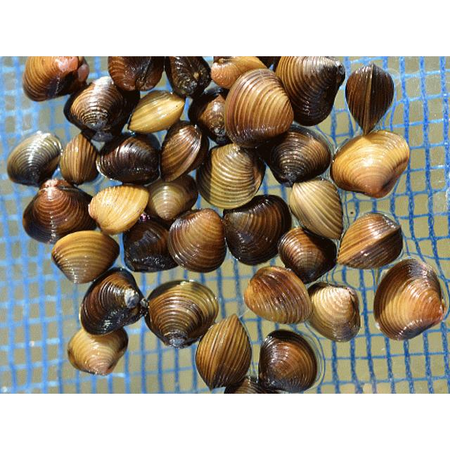 淡水シジミ ２ｃｍ前後 5０個 Tansui Sijimi 50 フォーカス ヤフー店 通販 Yahoo ショッピング