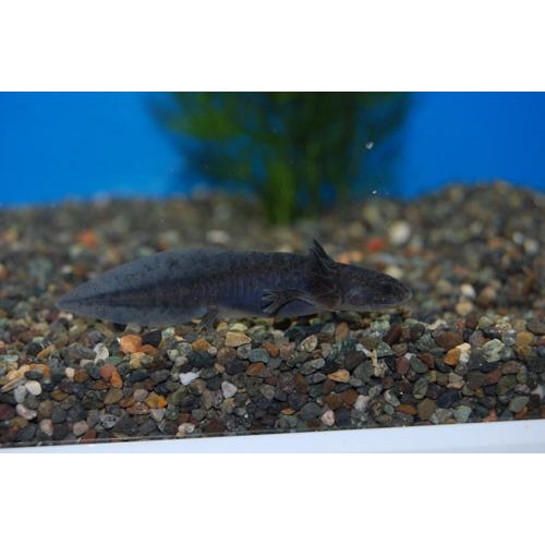 ウーパールーパー ブラック ８ｃｍ前後 Upa Bk フォーカス ヤフー店 通販 Yahoo ショッピング