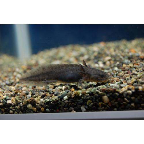 ウーパールーパー ブラック ８ｃｍ前後 Upa Bk フォーカス ヤフー店 通販 Yahoo ショッピング