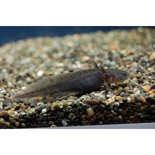 ウーパールーパー ブラック 2〜3cm前後 : フォーカス ヤフー店