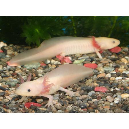 ウーパールーパー リューシスティック ４ ５cm前後 出色 ホワイト黒目