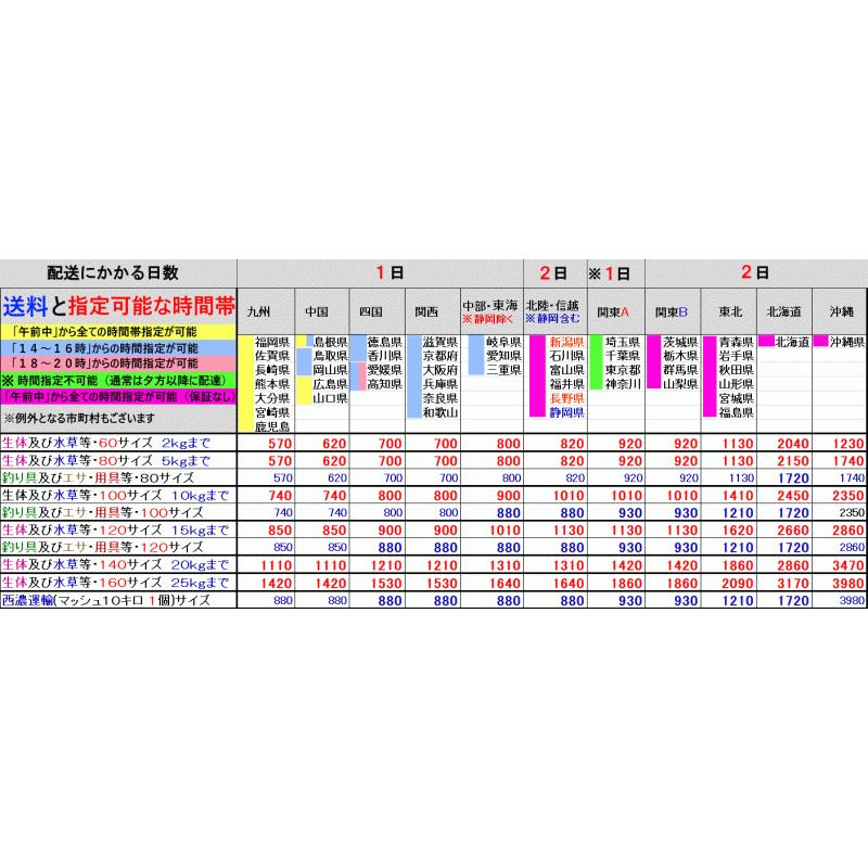 ウーパールーパー リューシスティック ホワイト黒目 ４ ５cm前後 Upa Ryus フォーカス ヤフー店 通販 Yahoo ショッピング