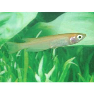 ヒメダカ　１００匹 の商品画像