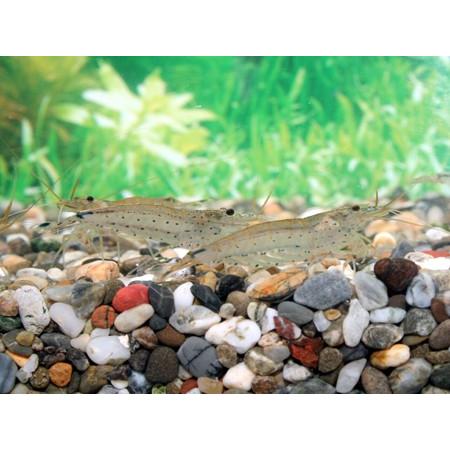 ヤマトヌマエビ　１００匹 の商品画像