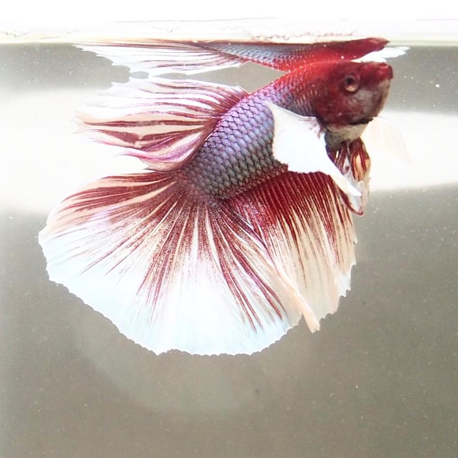 ベタ ダンボ ラベンダ系 ロングテール ベタ屋 通販 Yahoo ショッピング