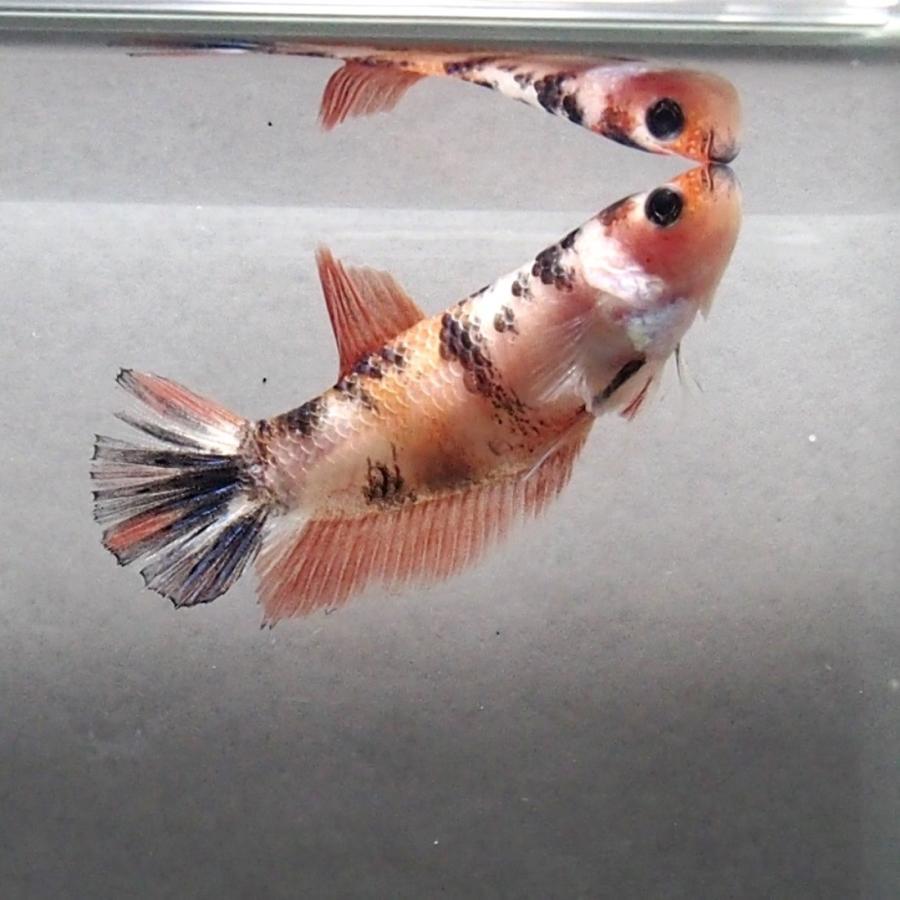 ベタ 鯉ベタ メス１ ベタ屋 通販 Yahoo ショッピング