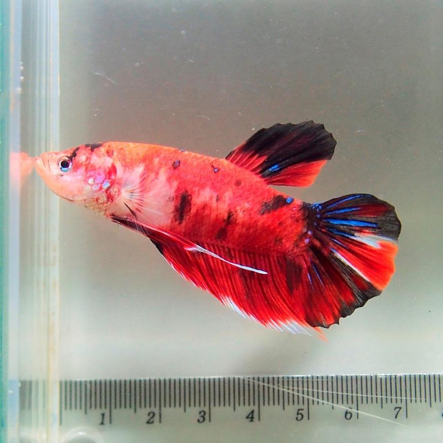 ベタ ジャイアント 鯉ベタ ベタ屋 通販 Yahoo ショッピング