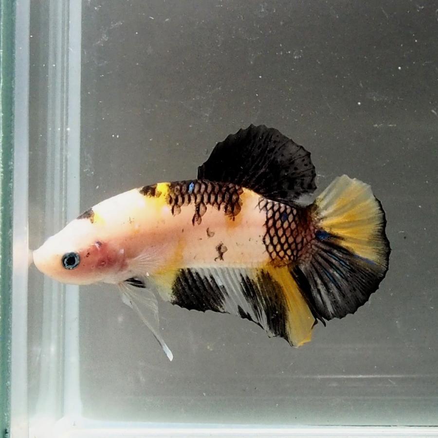 ベタ 鯉ベタ オス４ 黄写り ベタ屋 通販 Yahoo ショッピング