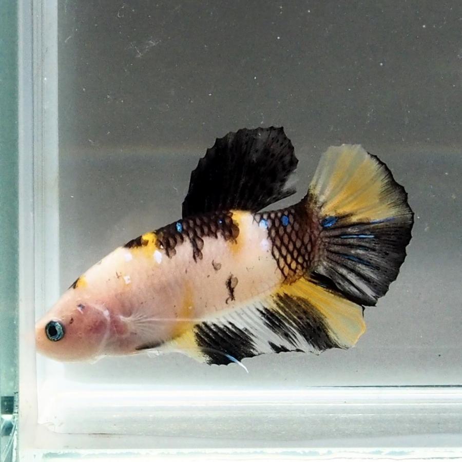 ベタ 鯉ベタ オス４ 黄写り ベタ屋 通販 Yahoo ショッピング