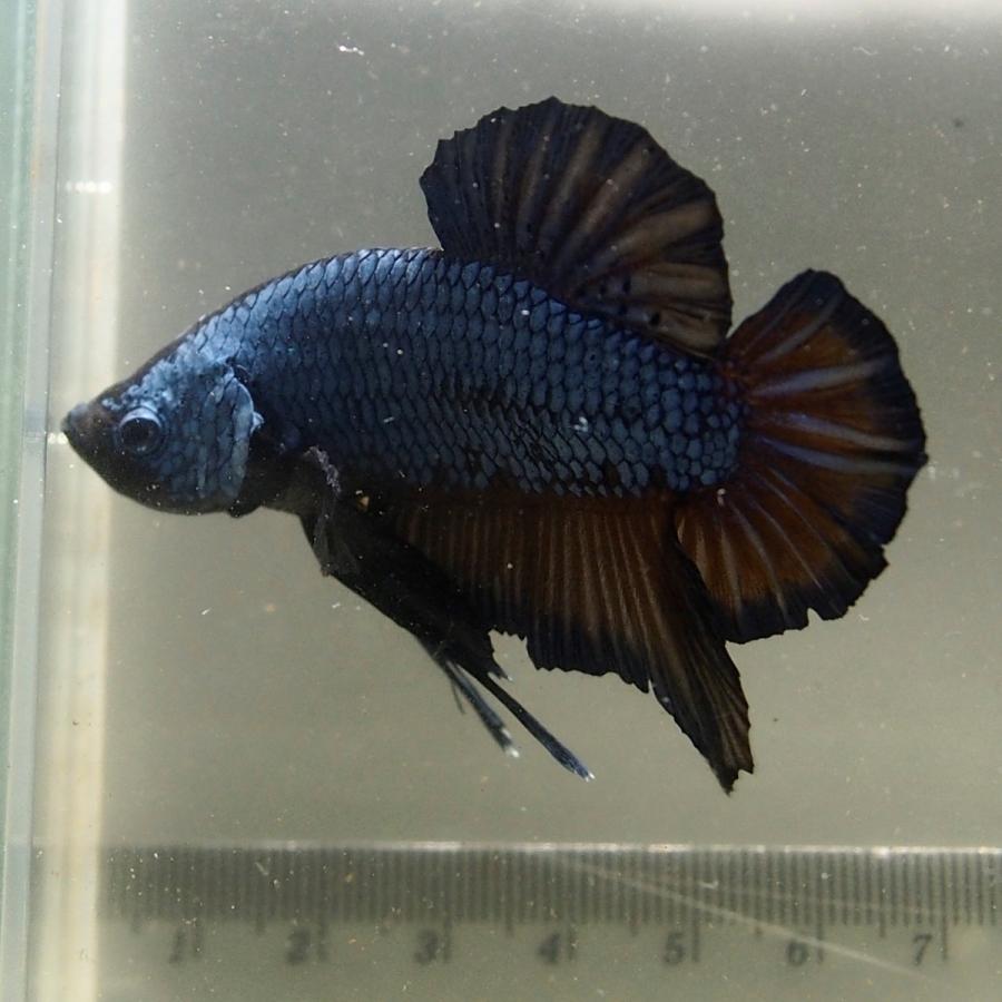 宅送 ベタの砂 ブルー 72ケ入り 人気第6位 Vivaksguies Com