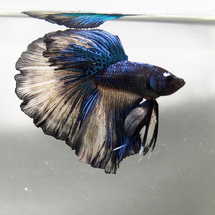 ベタ ダークブルー ハーフムーン ベタ屋 通販 Yahoo ショッピング