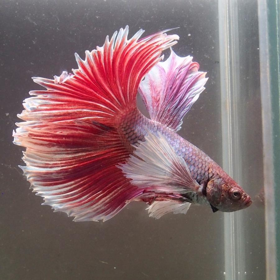 ベタ ダンボ ラベンダー ロングテール ベタ屋 通販 Yahoo ショッピング