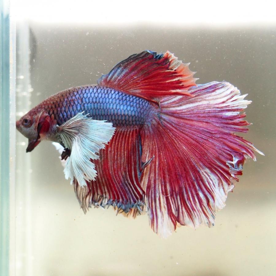 Sale Off ベタ 熱帯魚 生体 ショーベタ ラベンダーダンボ オス レッド系 Shipsctc Org