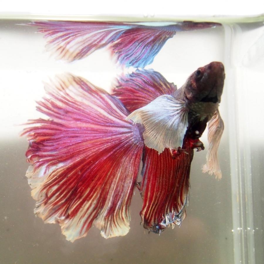 Sale Off ベタ 熱帯魚 生体 ショーベタ ラベンダーダンボ オス レッド系 Shipsctc Org