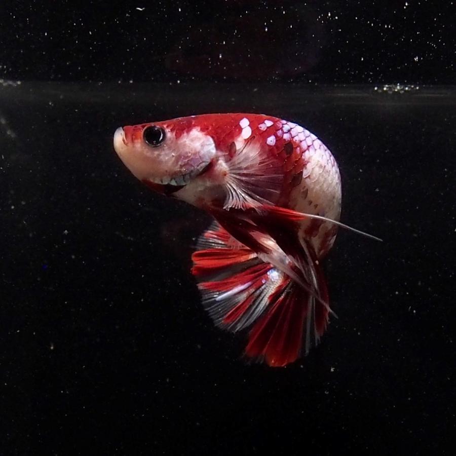 ベタ プラカット ギャラクシー 鯉カラー ハーフムーン２ ベタ屋 通販 Yahoo ショッピング