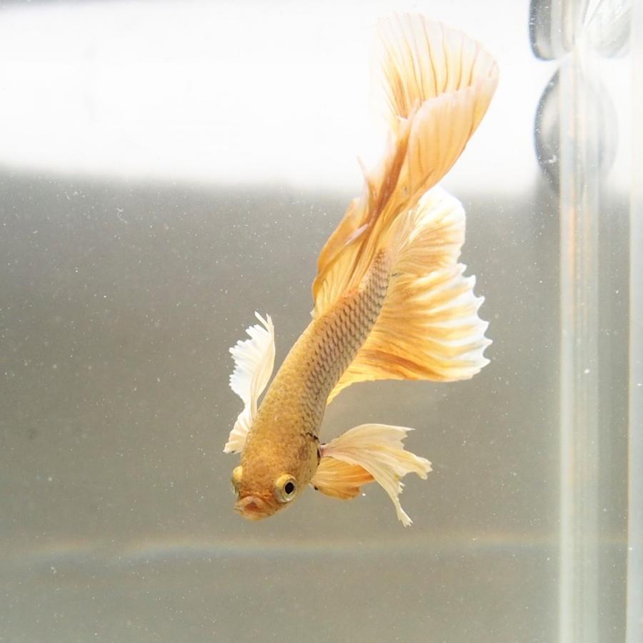 ベタ ダンボ イエローメッシュ ロングテール ハーフムーン ベタ屋 通販 Yahoo ショッピング