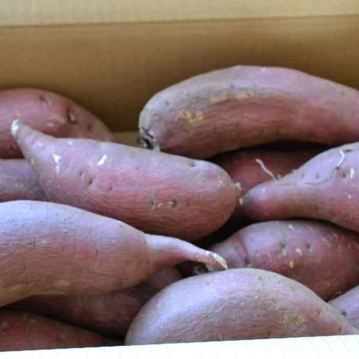シルクスイート 20kg(箱込) M~L(約200g～500g) 茨城県産 シルクスイート 20kg(箱込) M~L(約200g～500g) 茨城県産 - メルカリ