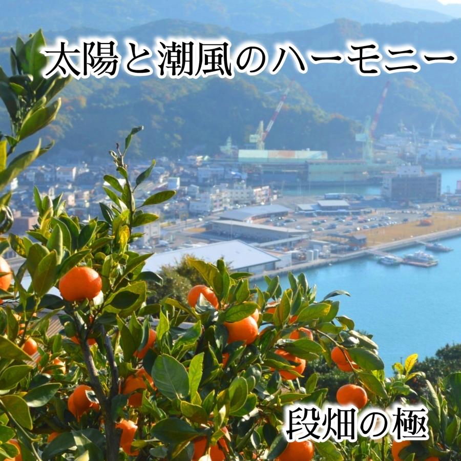 外成りデコみかん 2.5キロ 不揃い 訳あり 愛媛県産西宇和みかん八幡浜