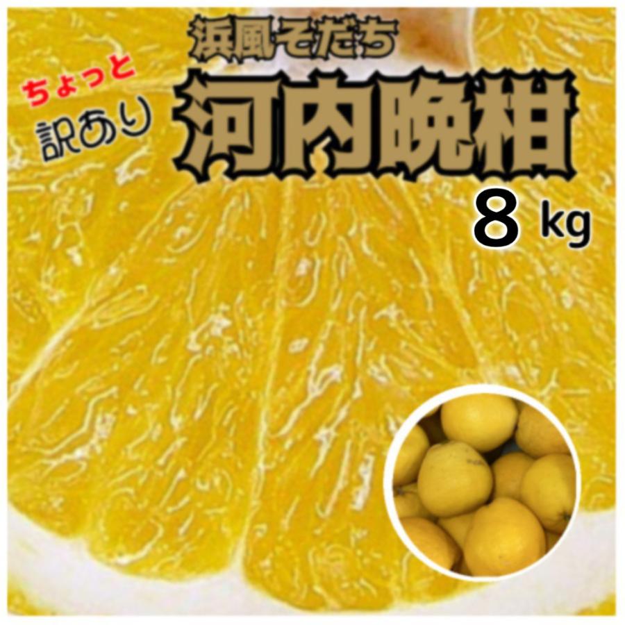 ちょつと訳あり河内晩柑　7.5キロ（＋補償５００ｇ）　不揃い　愛媛美生柑宇和ゴールド甘媛夏柑橘西宇和みかん農家直送【送料無料八幡浜椿フルーツ】（Yahoo!・八幡浜椿フルーツ）