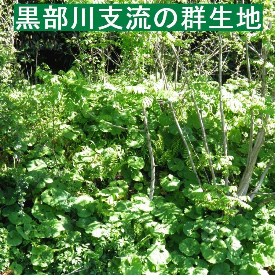 山ふき8kg