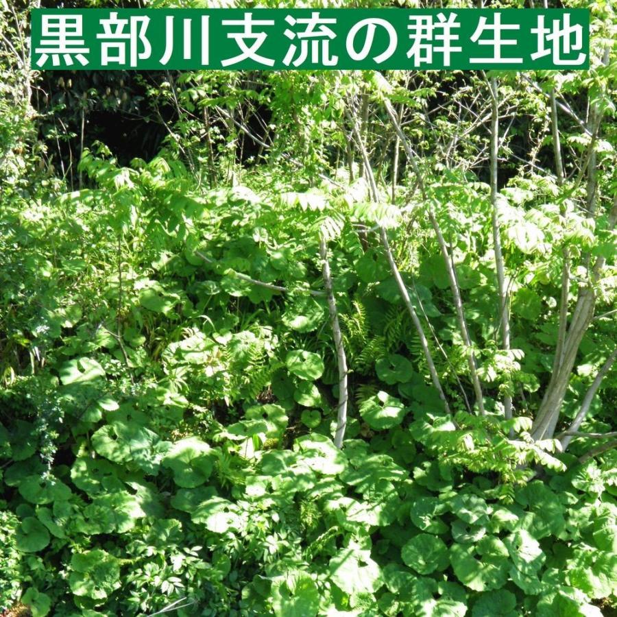 【送料無料】(関東 東海 近畿 北陸 信越)　黒部産 天然 山蕗 ふき フキ(長くてスリム)保冷剤＆新鮮パック  2,000g｜yakusekien｜07