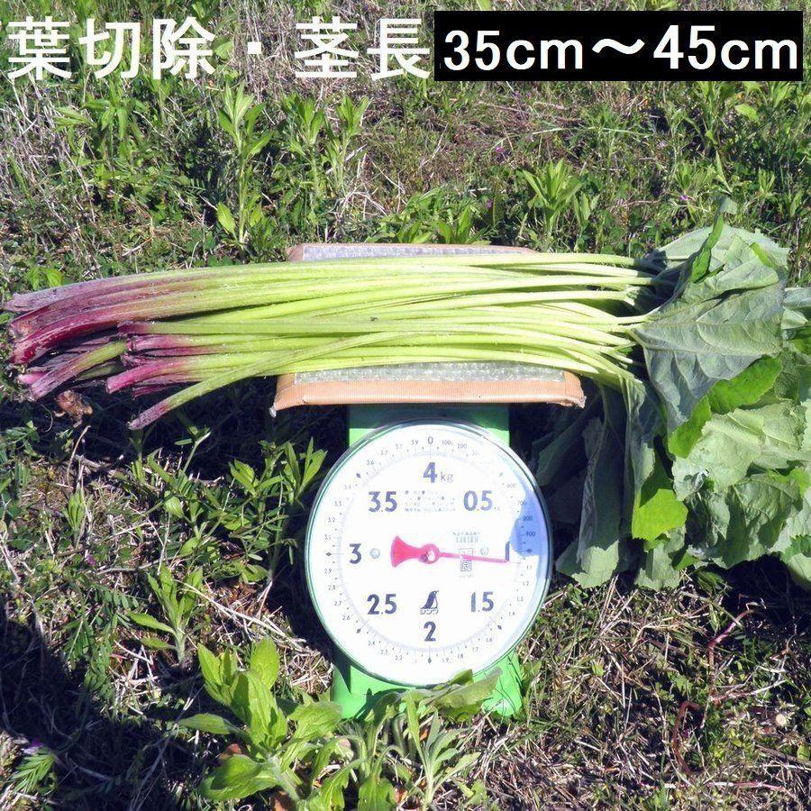 クール便発送【送料無料】(関東 東海 近畿 北陸 信越) 黒部産 天然 山