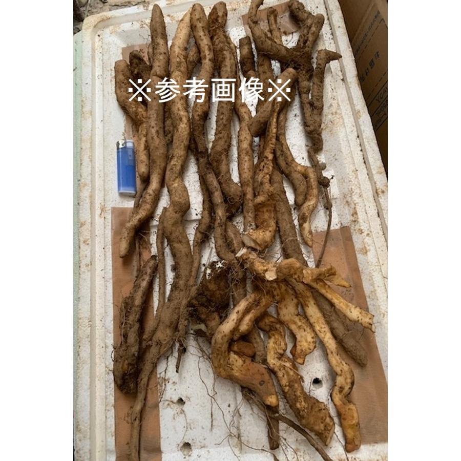 送料無料】【発送中です!】黒部産山堀り天然自然薯 1,000g 2~3 送料無料】【発送中です!】黒部産山堀り天然自然薯 1,000g 2~3