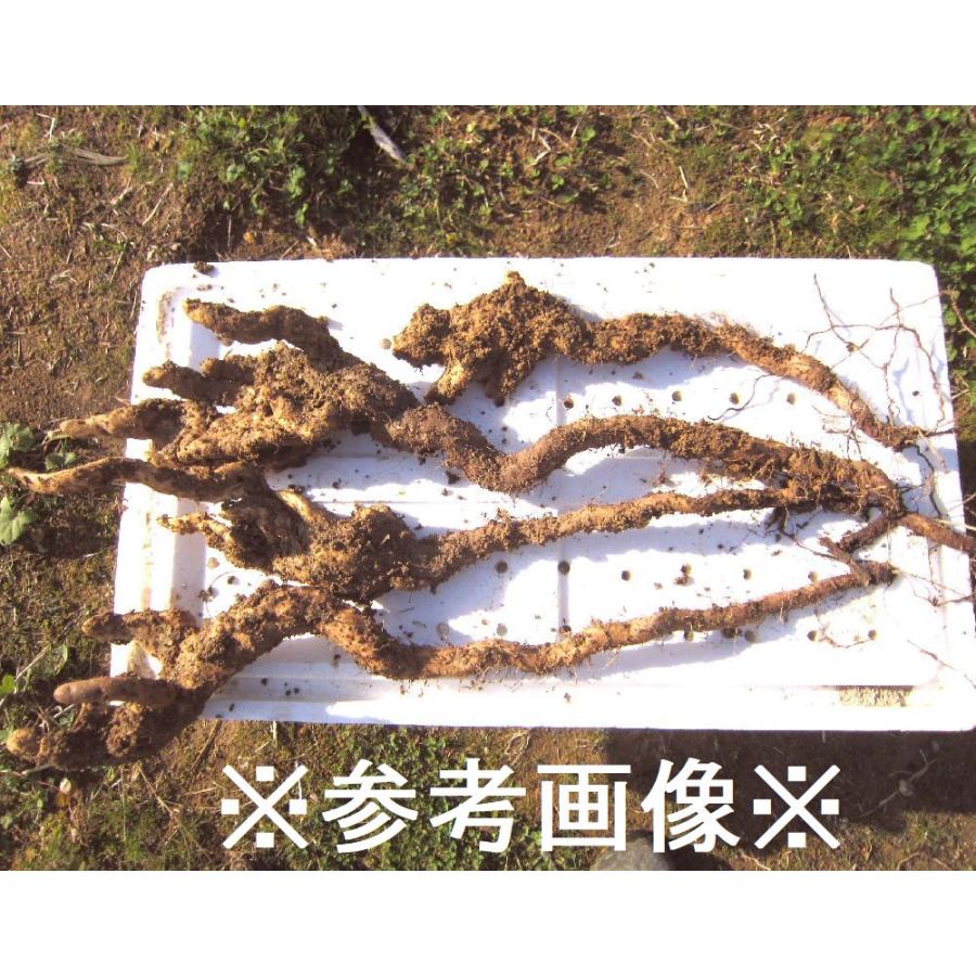 送料無料】【発送中です!】黒部産山堀り天然自然薯 1,000g 2~3 送料無料】【発送中です!】黒部産山堀り天然自然薯 1,000g 2~3