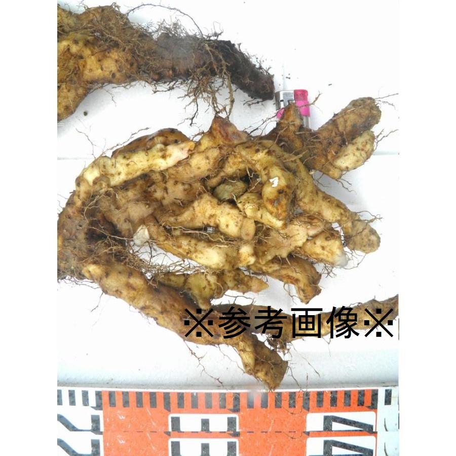 送料無料】【発送中です!】黒部産山堀り天然自然薯 1,000g 2~3 送料無料】【発送中です!】黒部産山堀り天然自然薯 1,000g 2~3
