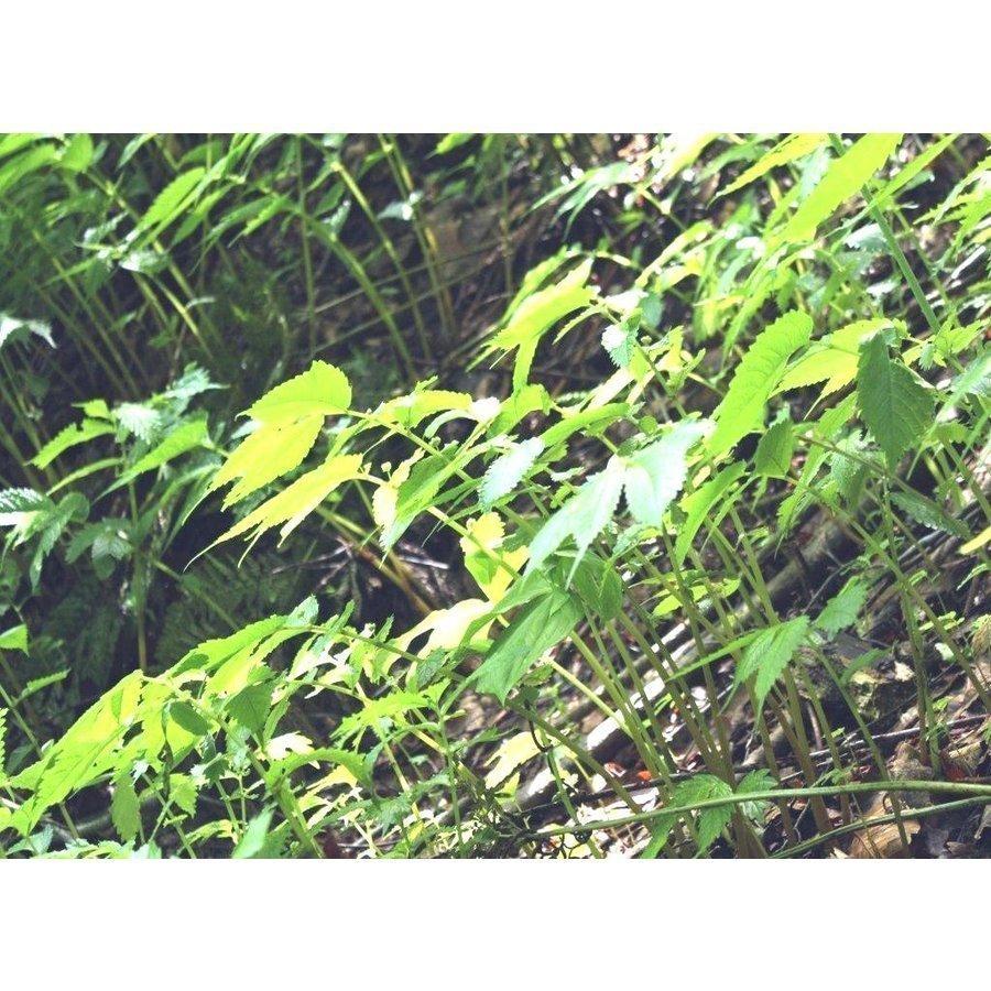 100 の保証 発送中 名水の里黒部 天然 赤ミズ みず カタハ ウワバミ草 クール便 2 000g Whitesforracialequity Org