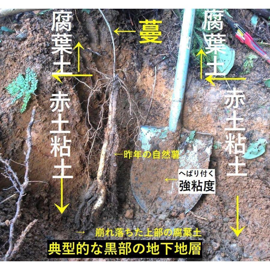 黒部産・山堀り・ 天然自然薯 1,000g 強