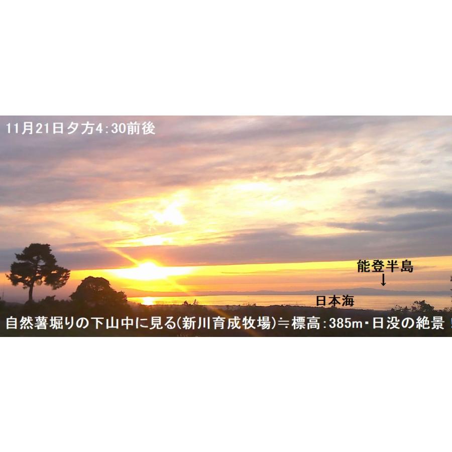 黒部産・山堀り・ 天然自然薯 1,000g 強