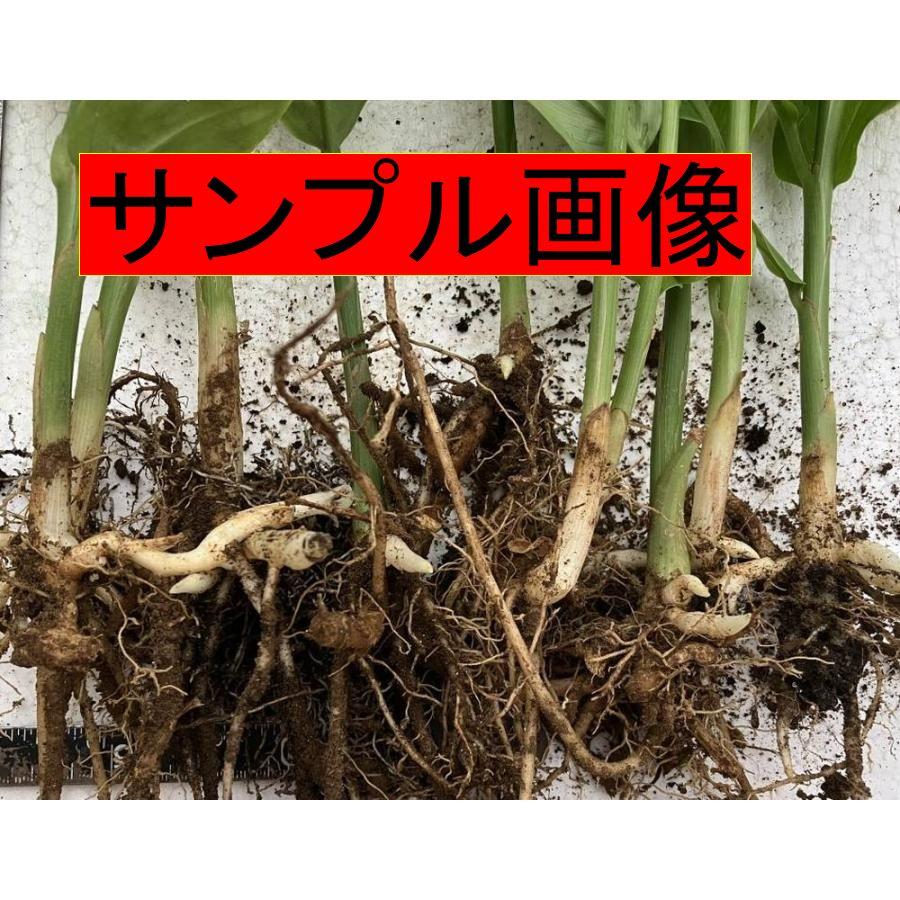 送料無料】今が植え時!黒部産 天然山みょうが・ミョウガ・発芽 送料無料】今が植え時!黒部産 天然山みょうが・ミョウガ・発芽