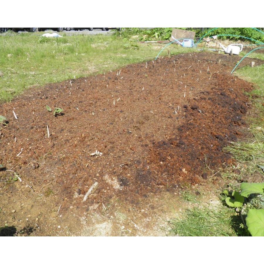 発送中 天然茗荷 みょうが ミョウガの発芽地下茎 栽培 苗10株 Myg10 糸魚川翡翠姫川薬石専門店 薬石苑 通販 Yahoo ショッピング