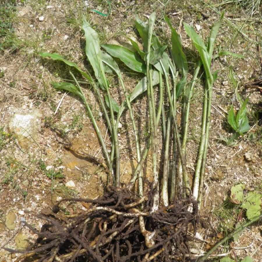 発送中 天然茗荷 みょうが ミョウガの発芽地下茎 大サイズ 栽培 苗10株 Mygd10 糸魚川翡翠姫川薬石専門店 薬石苑 通販 Yahoo ショッピング