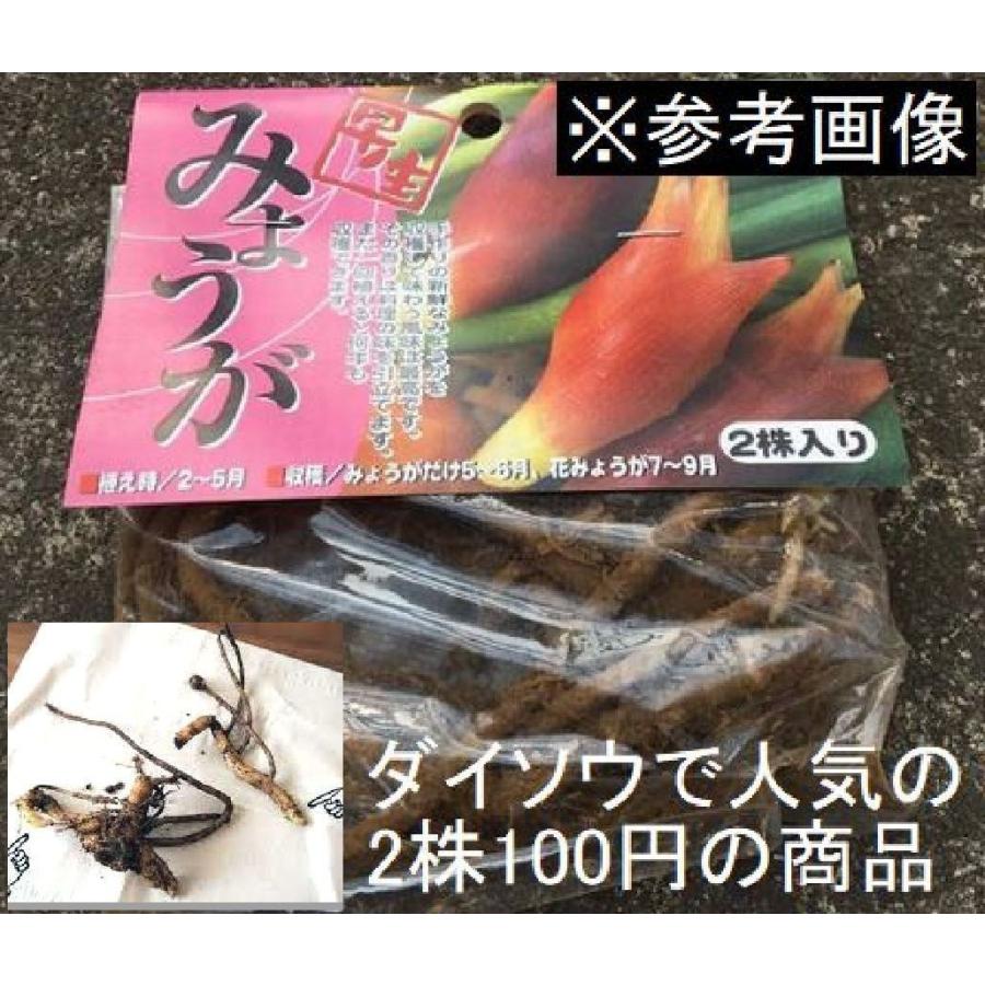 ストアー 5月半ば以降から順次発送 天然茗荷 みょうが ミョウガの発芽地下茎 栽培 苗株 特別セール品