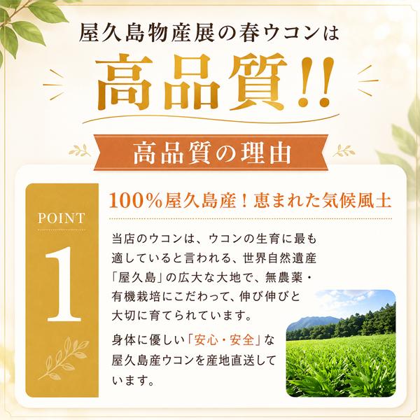 屋久島春ウコン粒300粒  無農薬 有機栽培 産地直送 サプリメント [M便 1/3] |  | 14