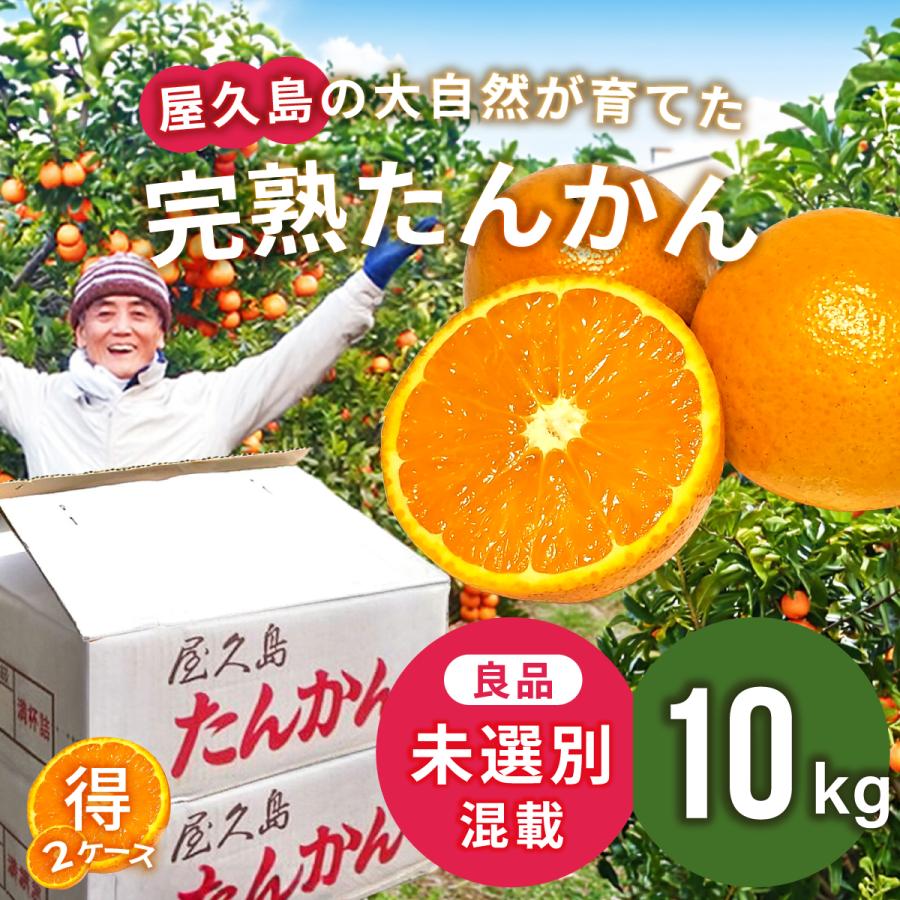 リカエル　屋久島たんかん L 20キロ リカエル様専用 屋久島たんかん L 20キロ 【公式通販】