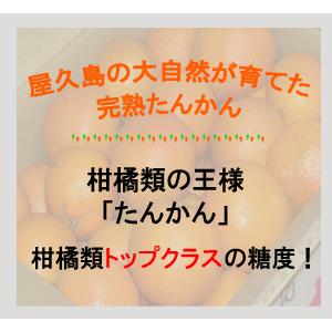 屋久島 たんかん 10kg (5kg×2箱)《 村中の方が、うまさ日本一 屋久島 たんかん 10kg (5kg×2箱)《 村中の方が、うまさ日本一