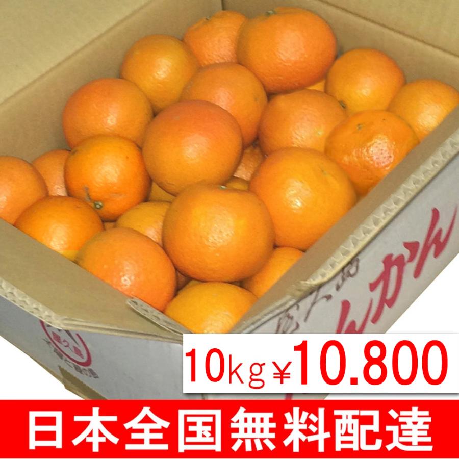 屋久島 たんかん 10kg (5kg×2箱)《 村中の方が、うまさ日本一 屋久島 たんかん 10kg (5kg×2箱)《 村中の方が、うまさ日本一