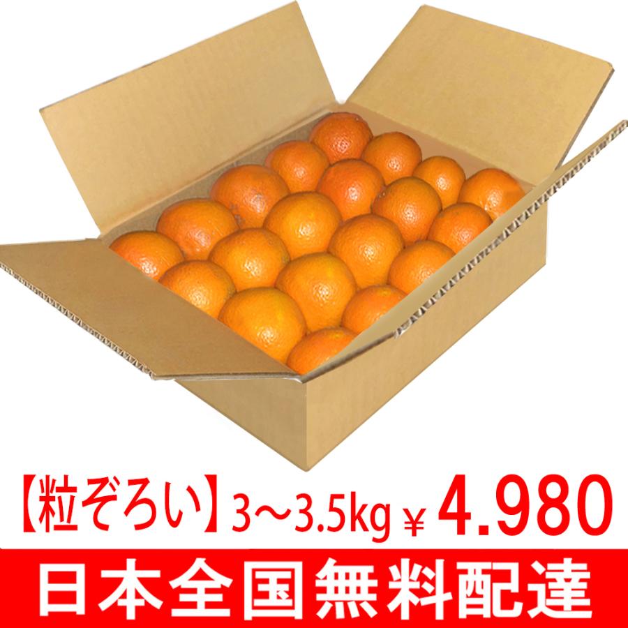 屋久島 たんかん 10kg (5kg×2箱)《 村中の方が、うまさ日本一 屋久島 たんかん 10kg (5kg×2箱)《 村中の方が、うまさ日本一