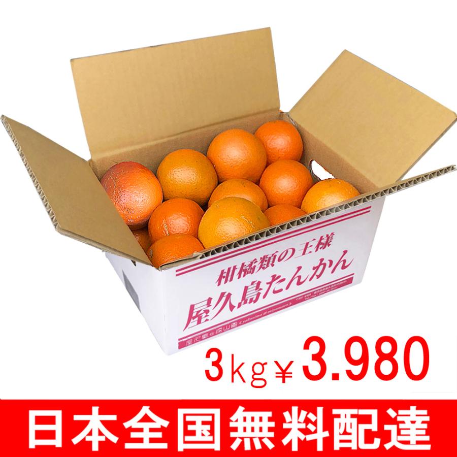 屋久島 たんかん 10kg (5kg×2箱)《 村中の方が、うまさ日本一 屋久島 たんかん 10kg (5kg×2箱)《 村中の方が、うまさ日本一