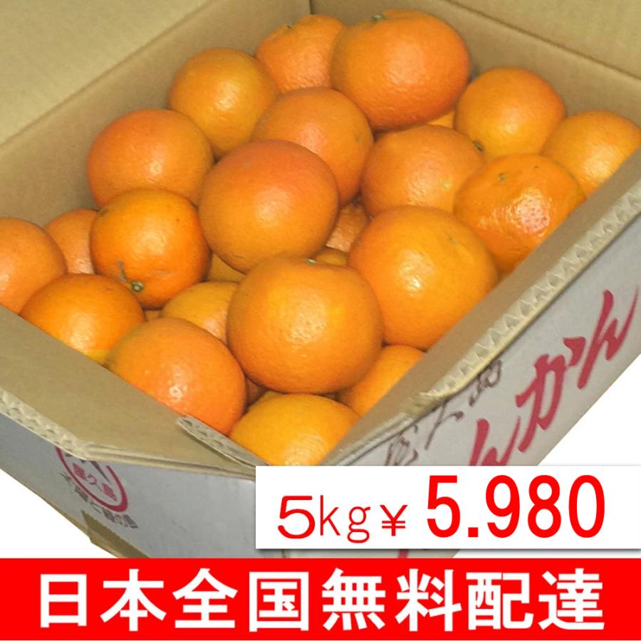 屋久島 たんかん 10kg (5kg×2箱)《 村中の方が、うまさ日本一 屋久島 たんかん 10kg (5kg×2箱)《 村中の方が、うまさ日本一