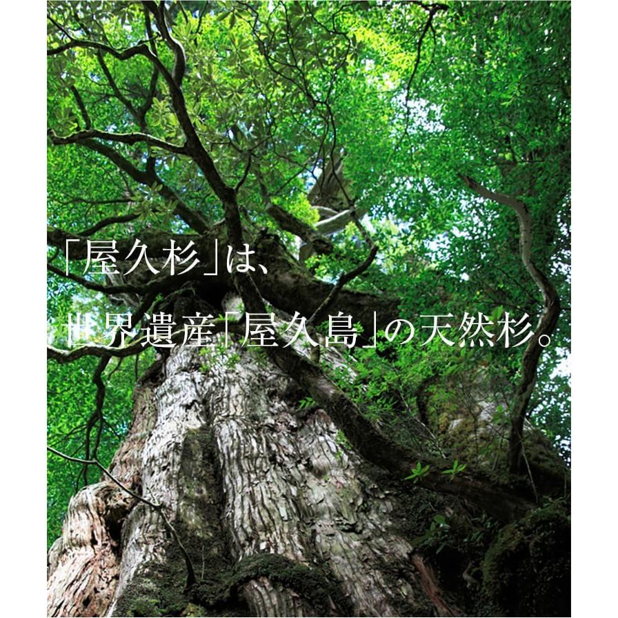 屋久杉 高級箸 大波 一膳 20cm 23cm 24cm 箸置き付 母の日 父の日 箸