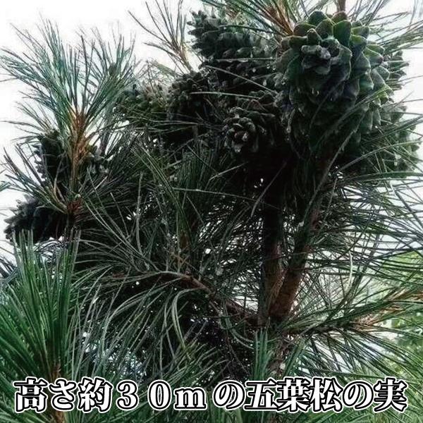 松の実100g 大粒 クリーミー 新物限定 とれとれ サクサク 陸の