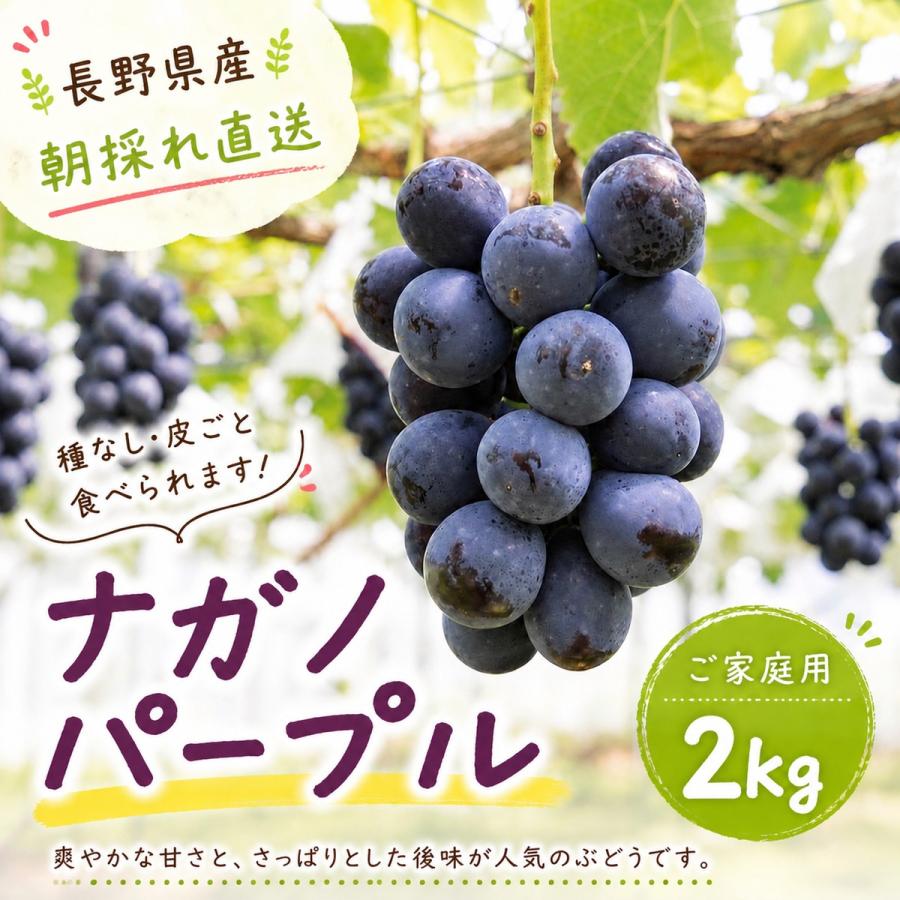 【ご家庭用】ナガノパープル 2kg 信州長野県産 産地直送 農家直送 種なし 皮ごと食べられる 送料無料 9月上旬から順次発送 予約受付中