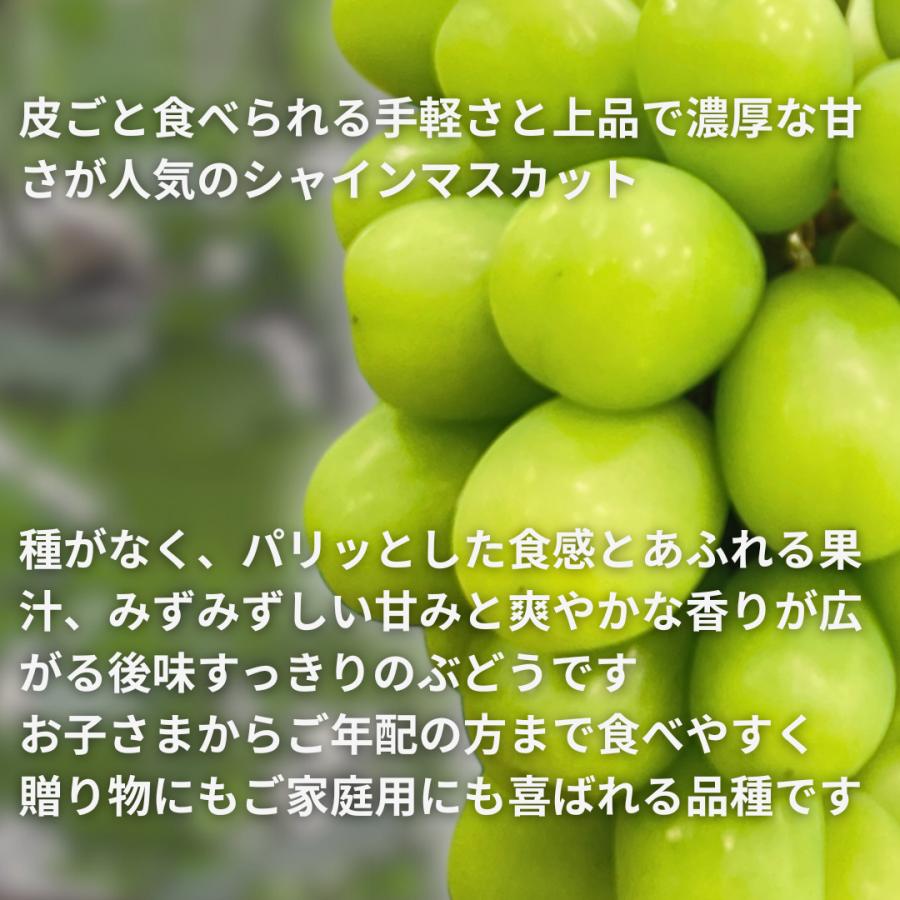 長野県産】 シャインマスカット 1kg 露地栽培 通常品 種なし 皮ごと
