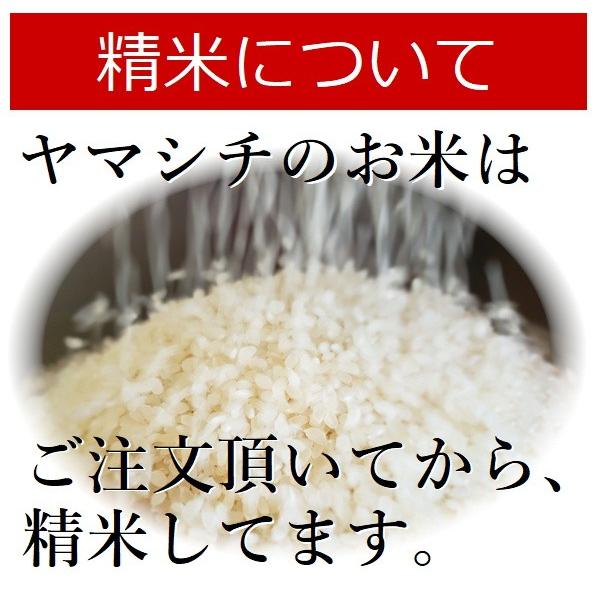 米 10kg 送料無料 5kg×2袋 コシヒカリ 令和4年産 栃木県産 白米 一等米 お米 精米 14時まで当日出荷 :koshi10:ヤマ