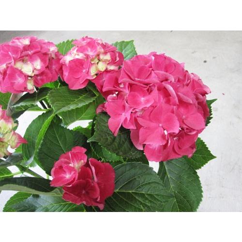 紫陽花 赤 バスタイ ハイドランジア サクソン５号鉢 送料無料 Ajisai Bastai 山の廻船問屋 通販 Yahoo ショッピング