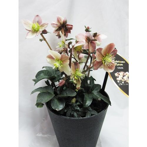 クリスマスローズ「マエストロ」開花株（宿根草）5号鉢 : 山の廻船問屋